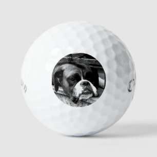 Balles De Golf Boxer Chien sur Windowsill css gbcna