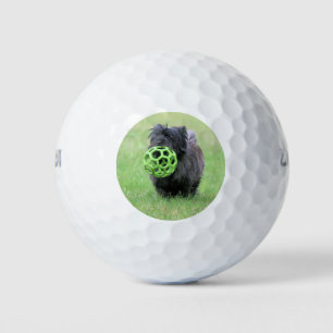 Balles De Golf Cairn terrier