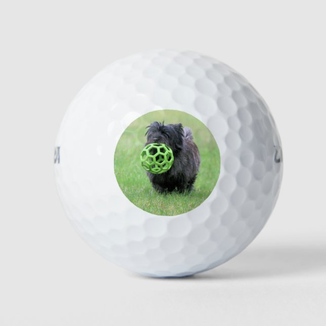 Balles De Golf Cairn terrier (Devant)