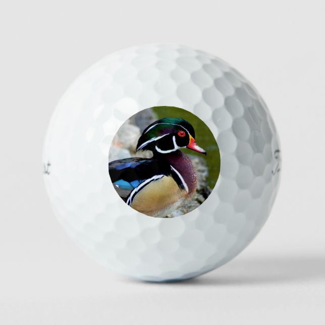 Balles De Golf Canard branchu beauté oiseaux nature faune (Recto)