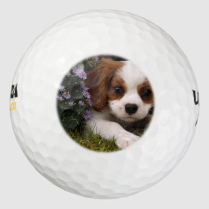 Balles De Golf Cavalier King Charles Spaniel