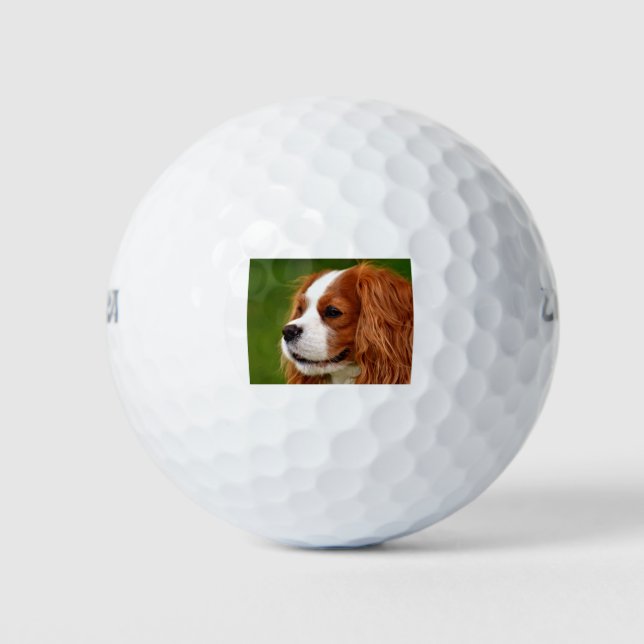 Balles De Golf Cavalier King Charles Spaniel (Devant)