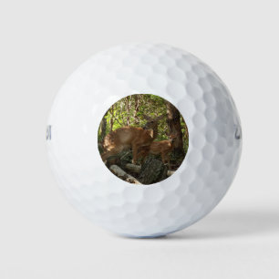 Balles De Golf Cerf et Biche au Parc National de Shenandoah