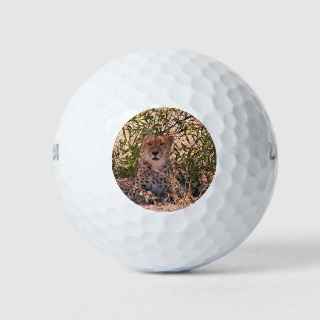 Balles De Golf Cheetah africain au repos (Devant)