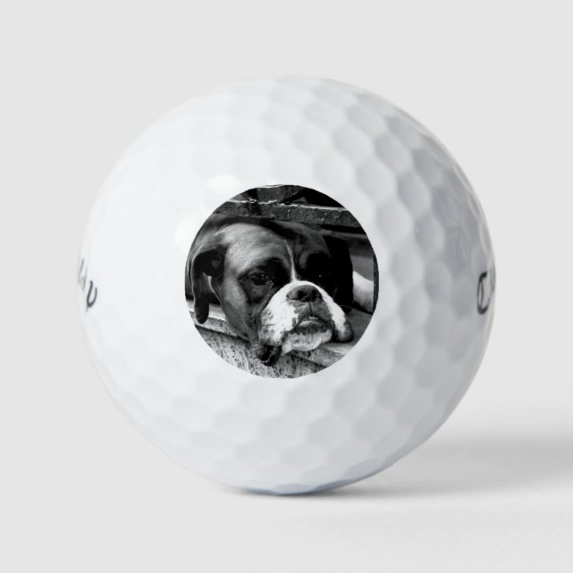 Balles De Golf Chien de boxe sur Windowsill cwb gbcna (Devant)