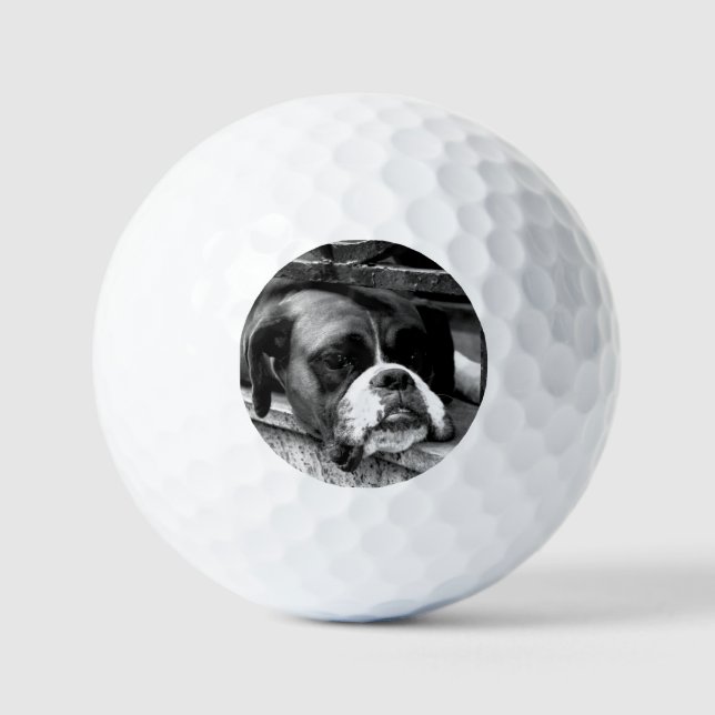 Balles De Golf Chien de boxe sur Windowsill va gbcnm (Recto)