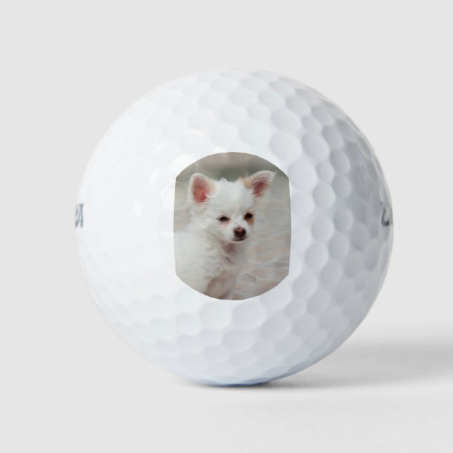 Balles De Golf Chihuahua chippy dans un jardin (Devant)