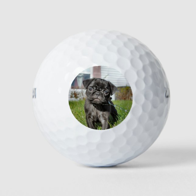 Balles De Golf Chiot en Carlin noir (Devant)