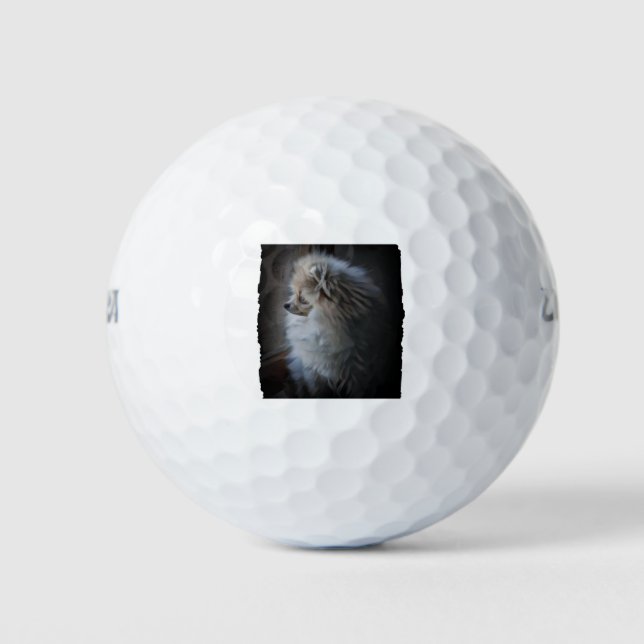 Balles De Golf Chiot Poméranien (Devant)