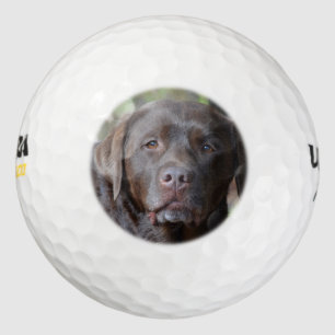 Balles De Golf Chocolat adorable labrador retriever