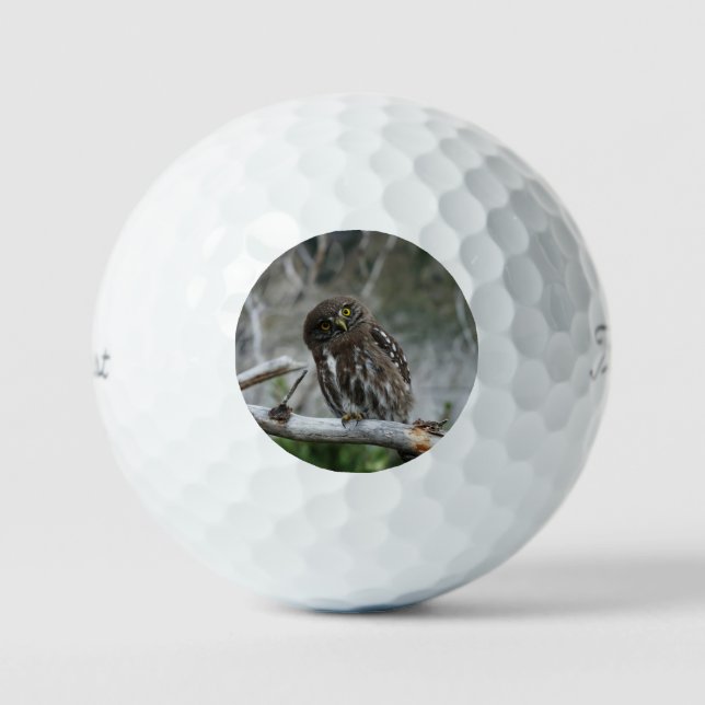 Balles De Golf Chouette pygmée du Nord (Recto)