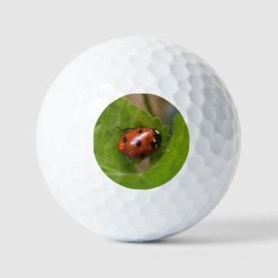 Balles De Golf Coccinelle sur fleurs de violettes odorantes