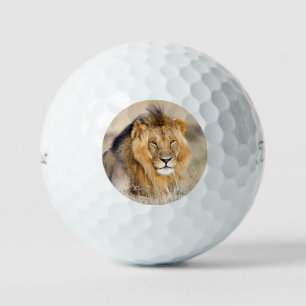 Balles De Golf Grand majestueux lion sauvage photo