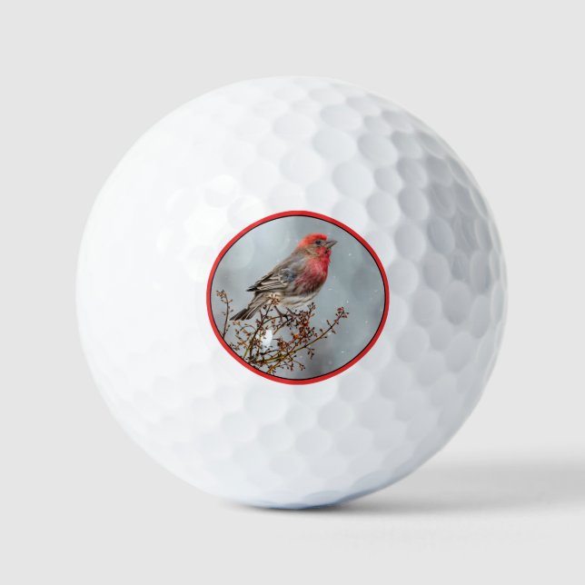 Balles De Golf Maison Finch en Neige - Photo originale (Recto)