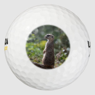 Balles De Golf Meerkat sauvage
