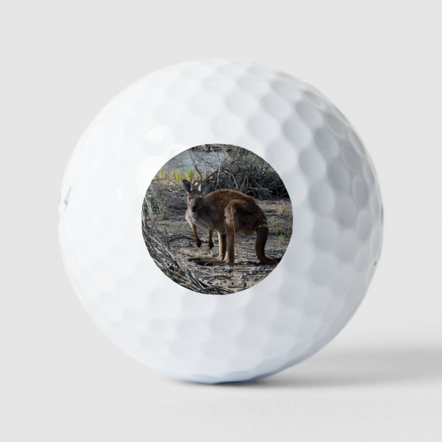 Balles De Golf Moment tranquille : Kangaroo australien à Billabon (Devant)
