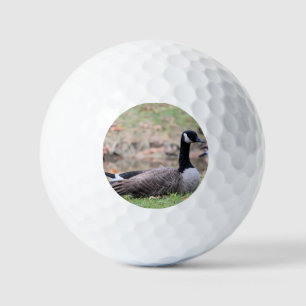 Balles De Golf Oie