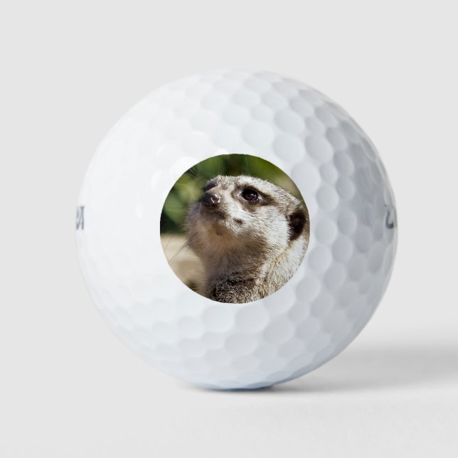 BALLES DE GOLF PETIT MEERKAT (Devant)