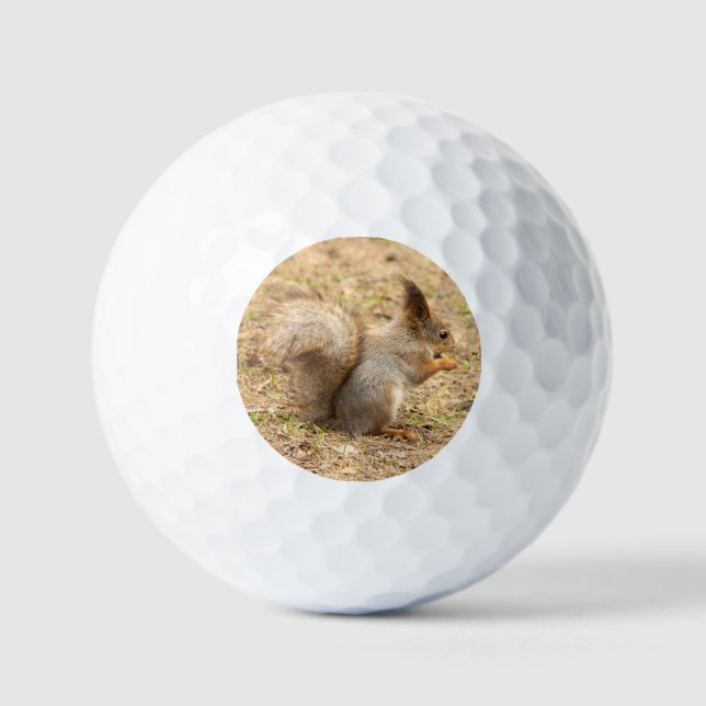 Balles De Golf Photo d'un écureuil mignon mangeant une noix (Recto)