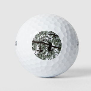 Balles De Golf Photo hivernale sous le pin couvert de neige