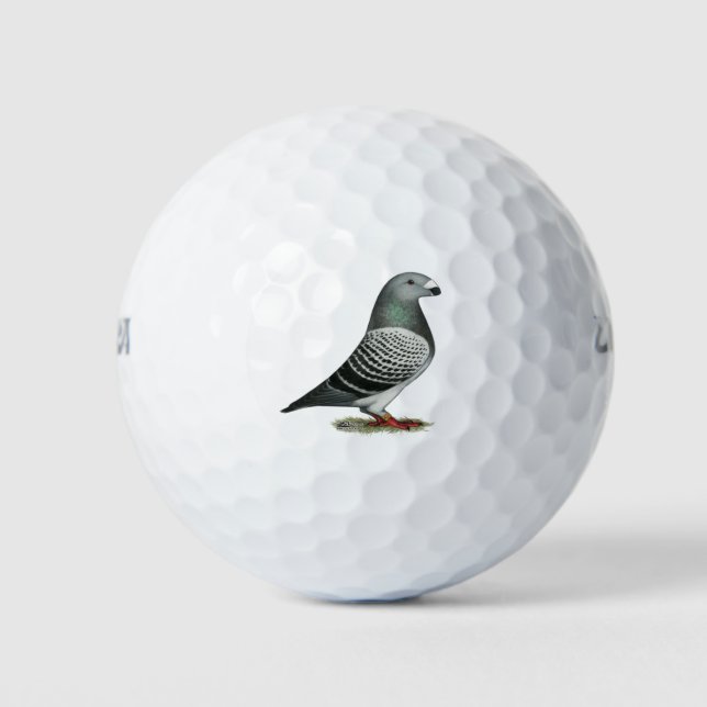 Balles De Golf Pigeon Show Racer Blue Check (Devant)