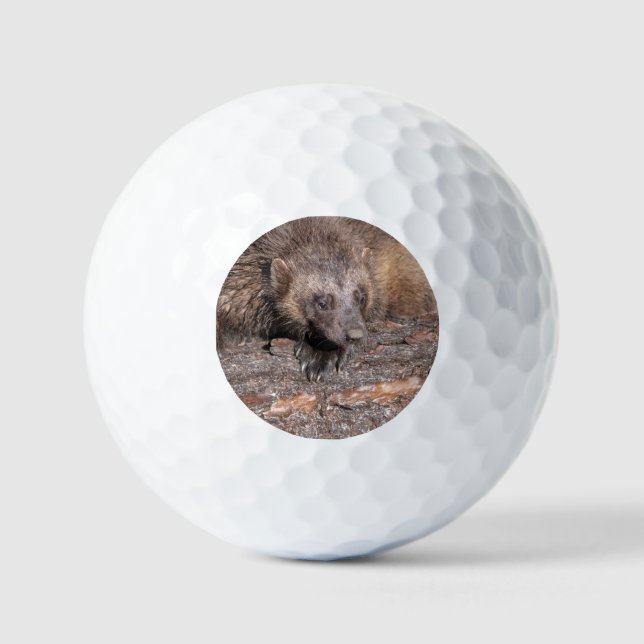 Balles De Golf Rencontre rapprochée avec un carcajou (Recto)