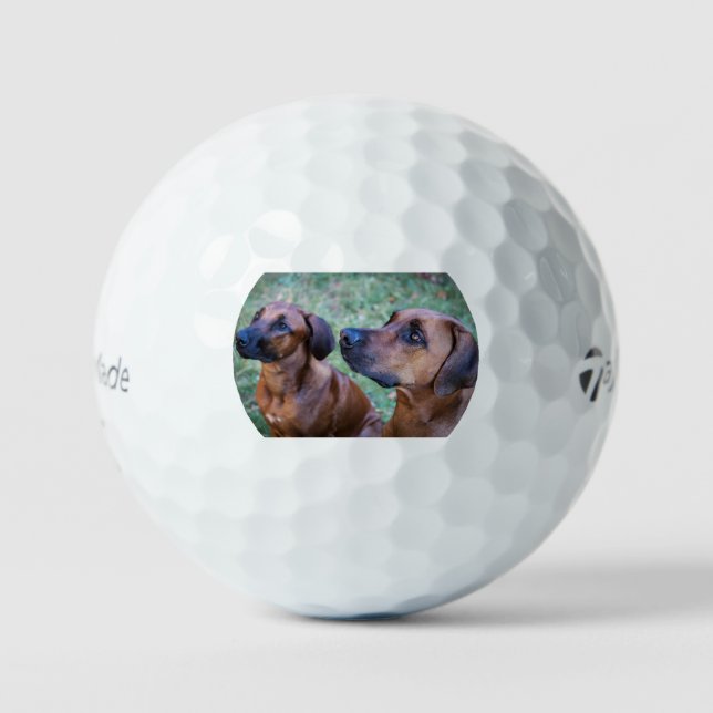 Balles De Golf rhodesian-ridgeback-group (Recto)