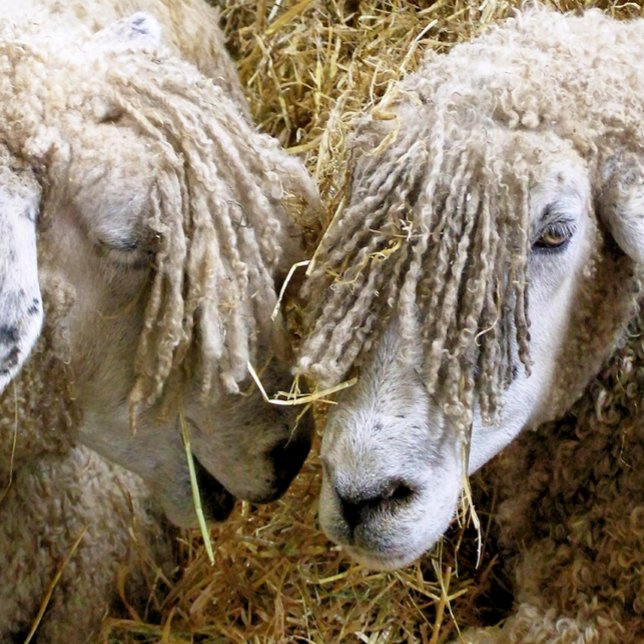 BALLES DE GOLF SHEEP (Créateur téléchargé)