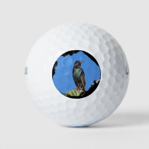 Balles De Golf Starling et Saguaro Cactus Photo Sud-ouest