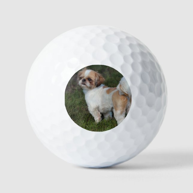 Balles De Golf Tzu shih cutest (Recto)