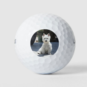 Balles De Golf White West Highland Terrier assis sur le trottoir