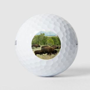 Balles De Golf Wyoming Bison Nature Animal Photographie