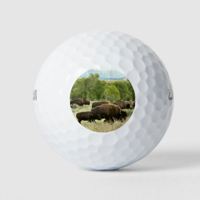 Balles De Golf Wyoming Bison Nature Animal Photographie (Devant)