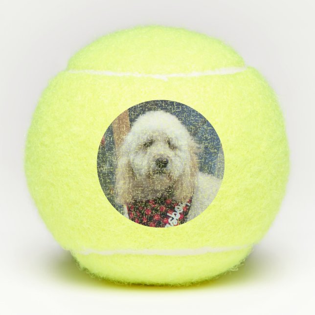 Balles De Tennis Poodle (Devant)