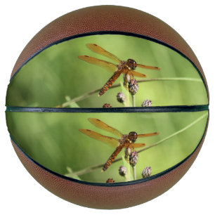 Ballon De Basket libellule