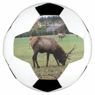 Ballon De Foot Antlers d'Elk mâle Pâturage en Grass Grass Grass P