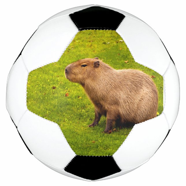 Ballon De Foot Capybara (Devant)