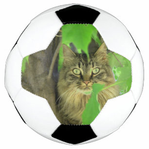 Ballon De Foot Chat Maine Coon dans l'arbre