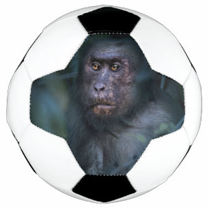 Ballon De Foot Singe dans la jungle