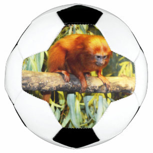 Ballon De Foot Tamarin Lion Doré Observant, Balle de Football