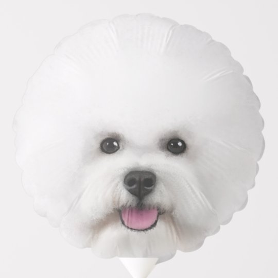 Ballon Gonflable Bichon Frise Zazzle Fr