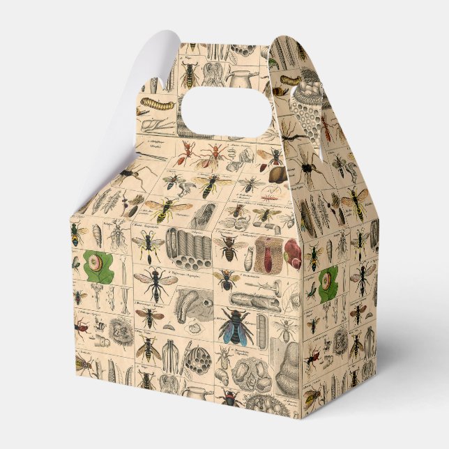 Ballotins Abeille Insecte Bug Wasp Histoire naturelle abeill (Verso)