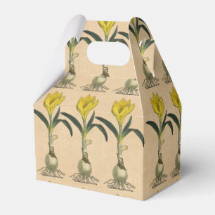 Ballotins Amaryllis Tulip Jardin Botanique Fleur