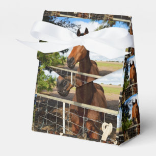 Ballotins Brown Bay Horse, Ballotin cadeau