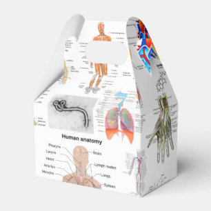 Ballotins Cartes Médicales de l'anatomie humaine