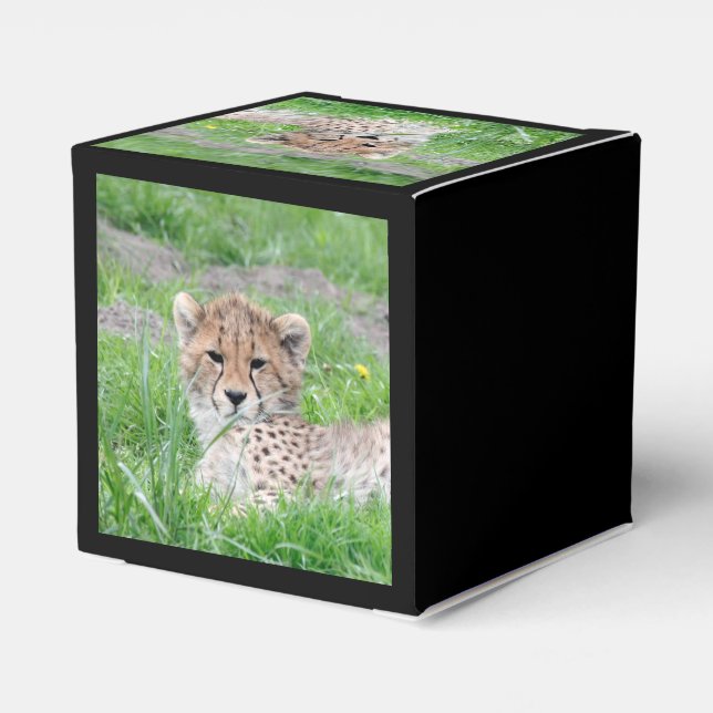 Ballotins Cheetah20150904 (Arrière)