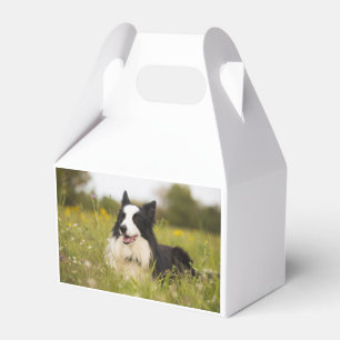 Ballotins Collie frontalier en fleur sauvage