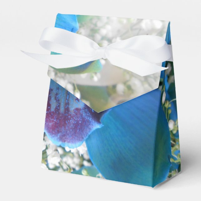 Ballotins Donella (Verso)