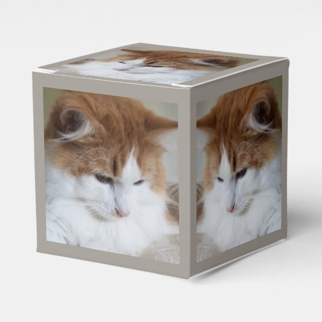 Ballotins (Feline Fancy) Contemplation Kitty : Photo Cat (Verso)