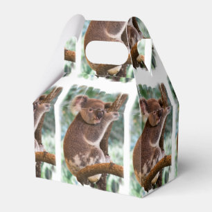 Ballotins Koala Bear